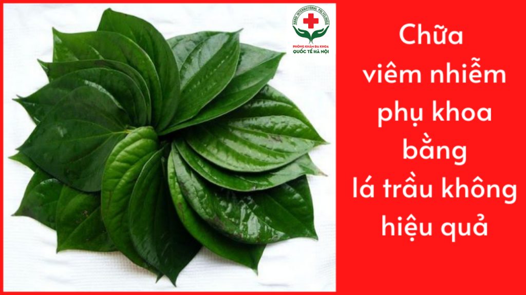 chữa viêm nhiễm phụ khoa bằng lá trầu không