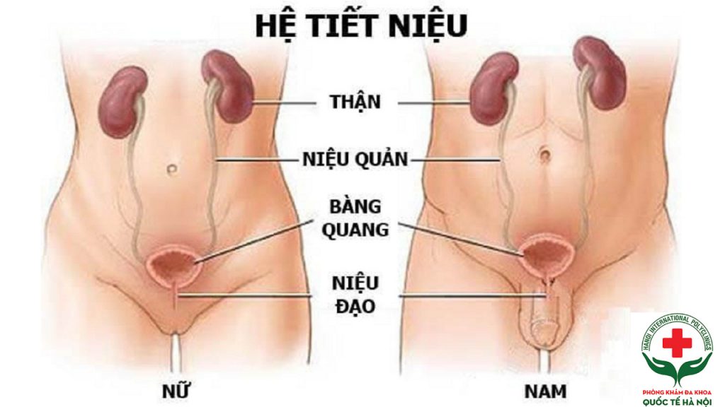 Đau bụng dưới do các bệnh lý đường tiết niệu