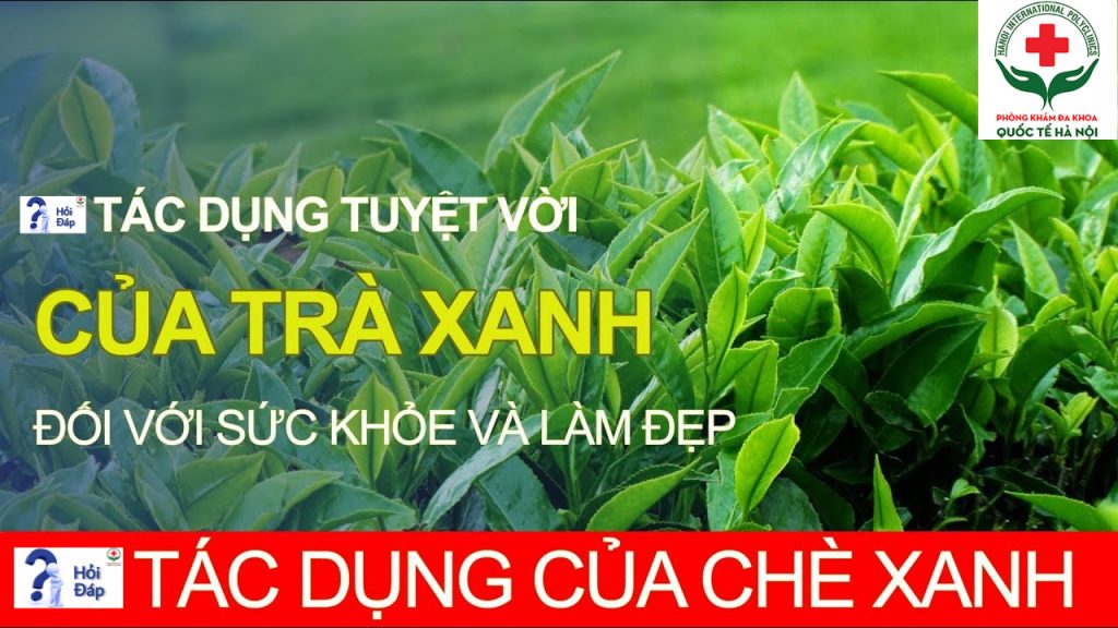 lá chè xanh có tác dụng gì