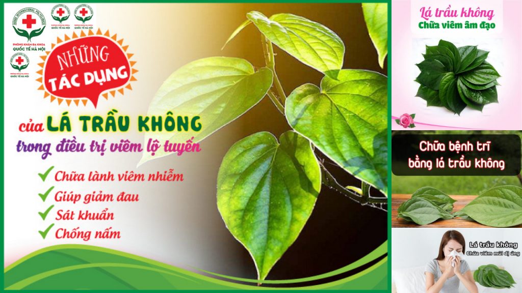 lá trầu không có tác dụng gì