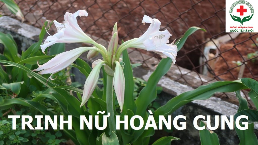 trinh nữ hoàng cung có tác dụng gì