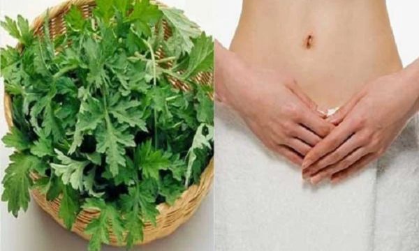 chữa viêm phụ khoa bằng ngải cứu