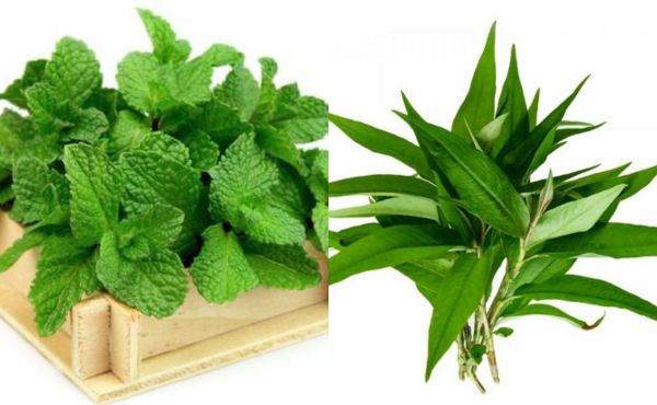 rau răm rau bạc hà